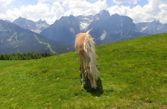 kirschnerhof-sesto42